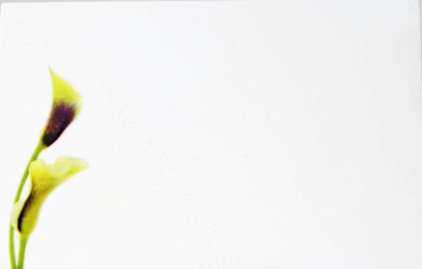 Picture of Florist Cards Small Calla Lily x 50pcs